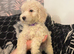 Cockapoo puppies ready to go !