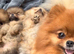 Beautiful Pomeranian Puppies