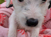 Jack Russell