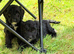 Cockpoo puppy’s