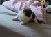 3 beautiful kittens