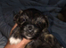 Yorkipoo x pomeranian