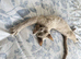Pedigree female lilac Devon Rex girl