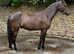 14.1 Connemara x Thoroughbred gelding 14.1 4 yrs old
