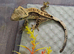 Crested Gecko Babies