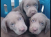 Beautiful Silver labrador pups for sale