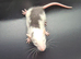 Baby Dumbo Rats