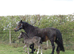 Welsh D Filly