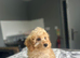 F1b cockapoo boys