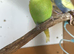 Lovely male budgies