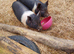 Miniature brother and sisterpiglets