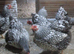 Silver Laced Wyandotte bantam pullets