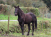 Appaloosa x ID Colt