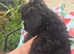 Gorgeous little black female puppy