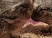Harliquin ducklings