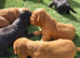 Cocker spaniel puppies