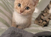 Beautiful kitten looking for a home
