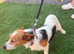 Jack russell