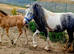 Fell x cob blue and white passport and chipped