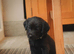 Beautiful Labrador/ spaniel pups