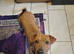 Shar pei / beagle mix breed female