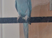 Blue ringneck