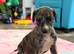 Saluki x lurcher puppy&rsquo;s available
