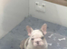 FRENCHIE PUPPIES