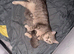 1 kittens for sale