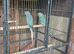Pair of grey/bluish ringnecks.