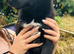 Labrador x Collie Puppies