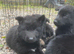 Pure bred German shepherd puppy’s