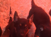 Gorgeous German Shepherd puppies (only boys now available)