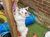 Kittens ready now to loving indoor homes only