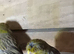 Canaries