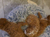 Toy f1b cavapoo puppies