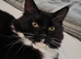 7 month maincoon male