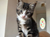 Tabby and White Fluffy American Shorthair Male Kitten