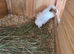 Female guinea pigs