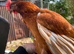 Chickens warren