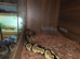 Hgi fire breeds x 3 all proven females 80 each with vivs