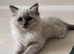 Vaccinated& microchipped ragdoll kittens