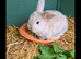 Up for sale due to time wasters! Gorgeous bunnys male and female