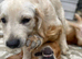 Golden retriever boy puppy