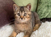Kittens ready for new home