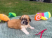 Lhasa Apso puppies