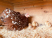 Millieflure Pekin hen and 5 chicks