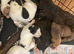 American bulldog puppies