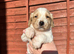 Ready to leave on the 24 th stunning pups