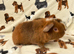 Assorted baby boar guinea pigs